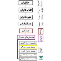 گونه همستر دم‌ دراز فشمی  Calomyscus grandis